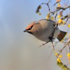 Brkoslav severni - Bombycilla garrulus - Bohemian Waxwing 8918